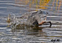 Ardea herodias